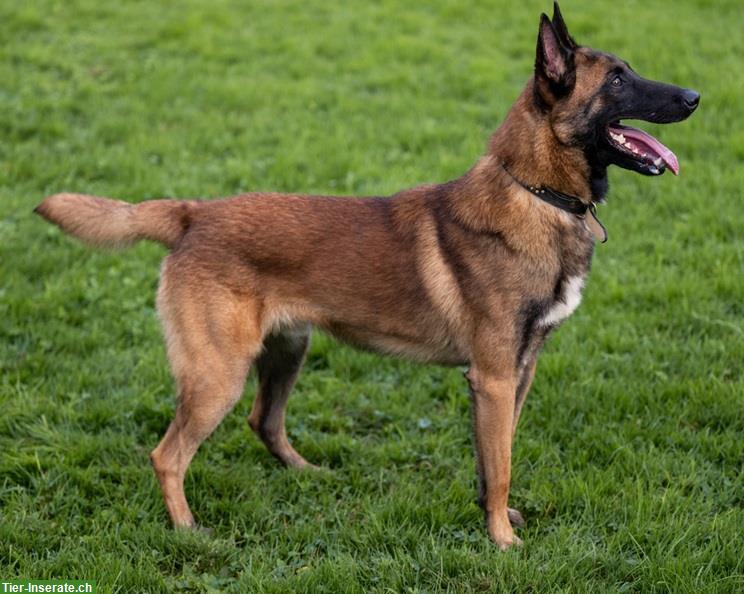 Bild 2: Rüde Odin, der bezaubernde Malinois-Prinz