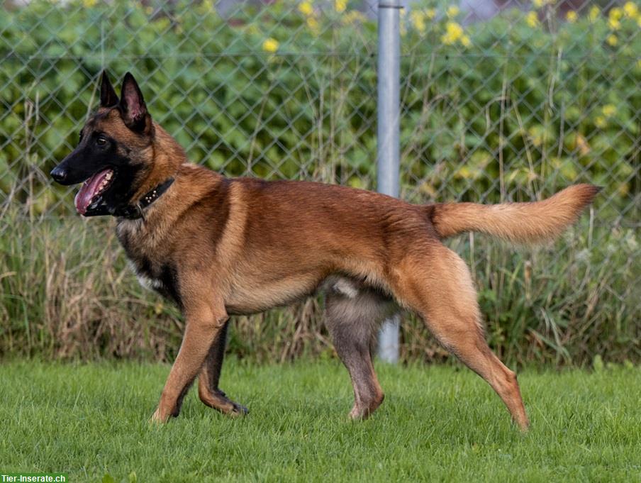 Bild 3: Rüde Odin, der bezaubernde Malinois-Prinz