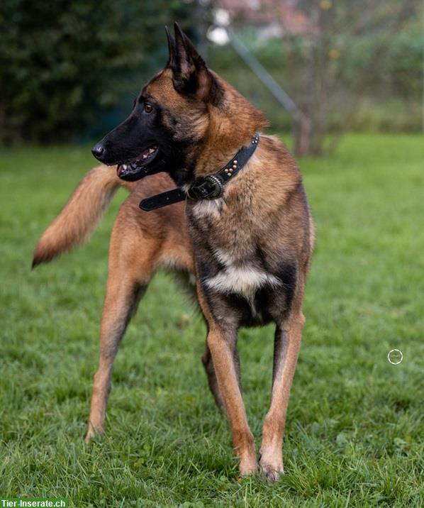 Bild 4: Rüde Odin, der bezaubernde Malinois-Prinz