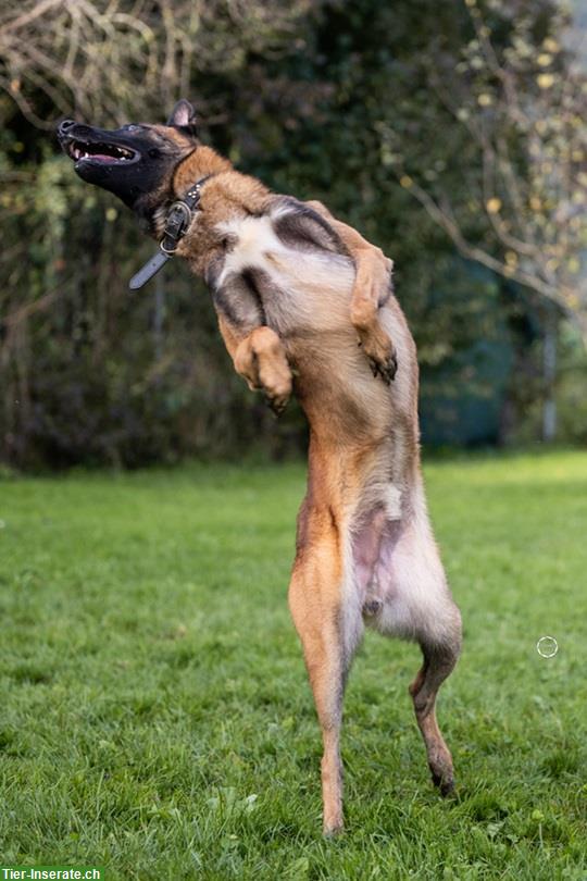 Bild 6: Rüde Odin, der bezaubernde Malinois-Prinz