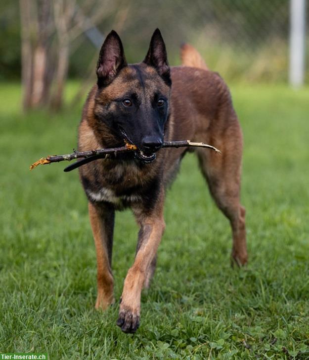 Bild 7: Rüde Odin, der bezaubernde Malinois-Prinz