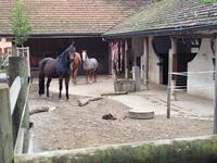 Offenstall für Ponys Selbstversorger in Tegerfelden AG