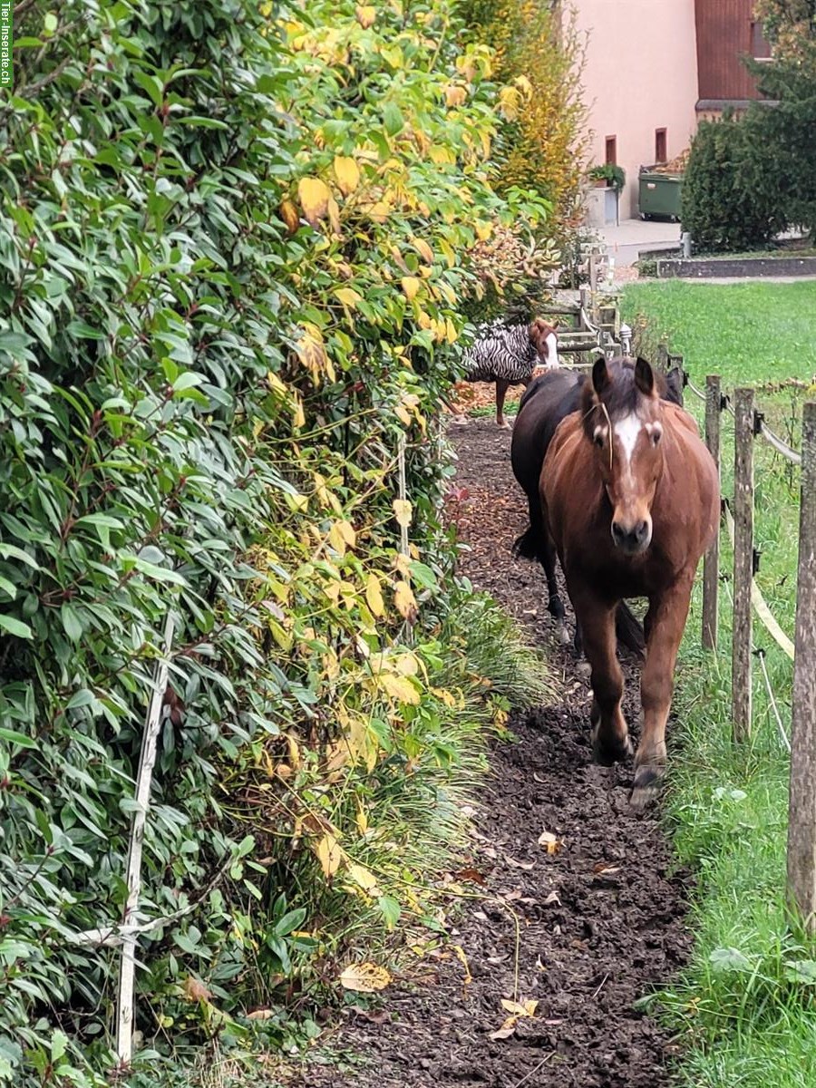 Bild 2: Offenstall für Ponys Selbstversorger in Tegerfelden AG