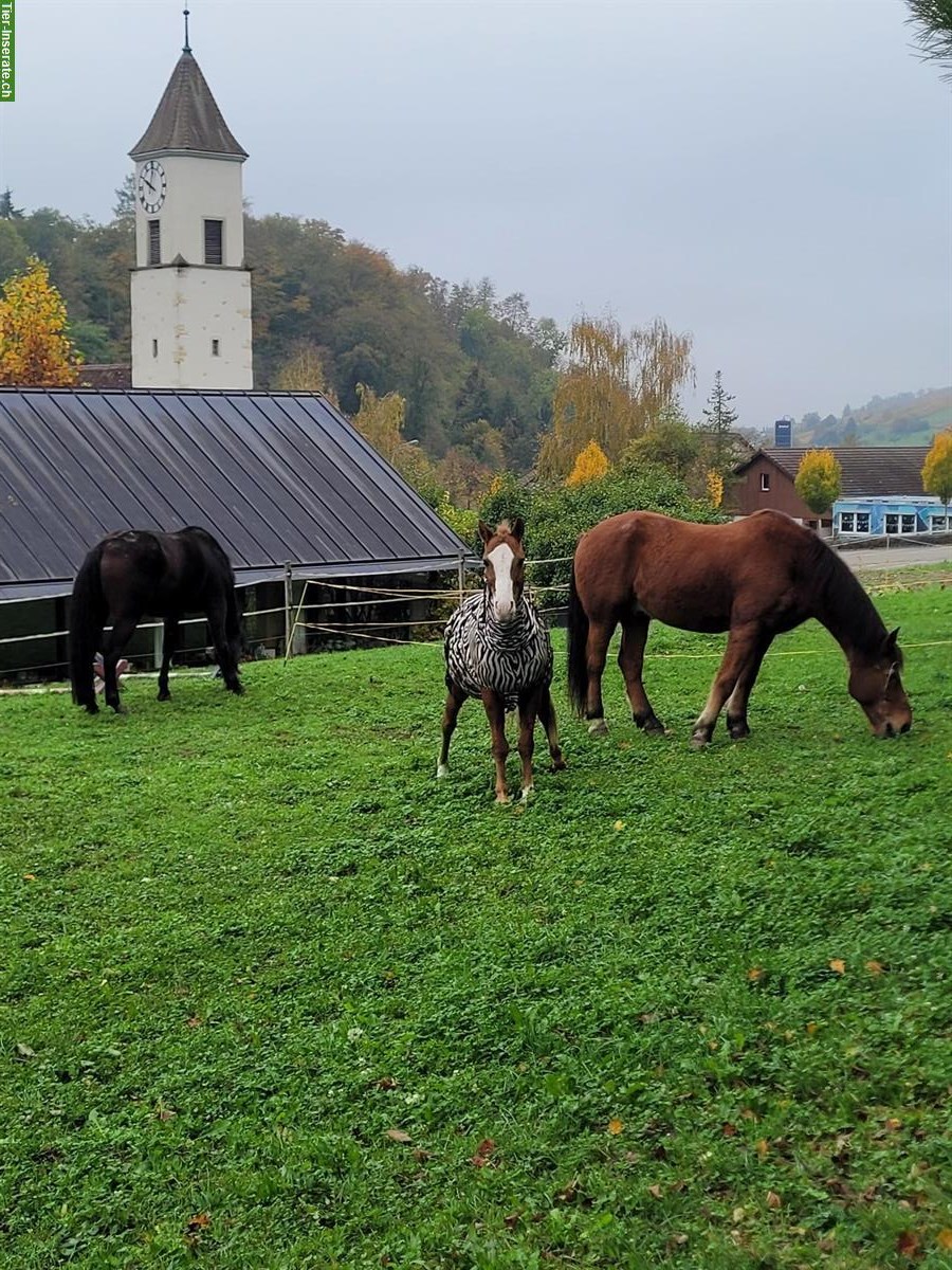 Bild 3: Offenstall für Ponys Selbstversorger in Tegerfelden AG