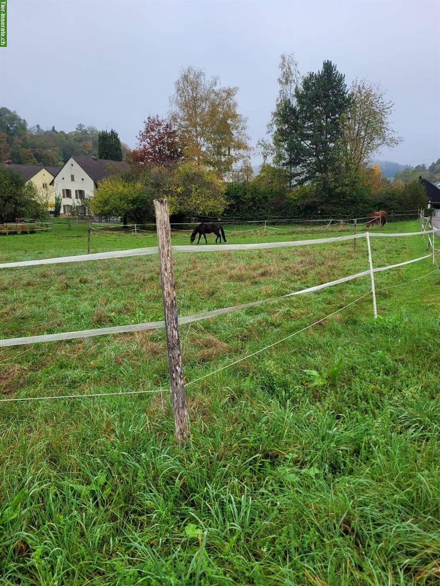 Bild 4: Offenstall für Ponys Selbstversorger in Tegerfelden AG