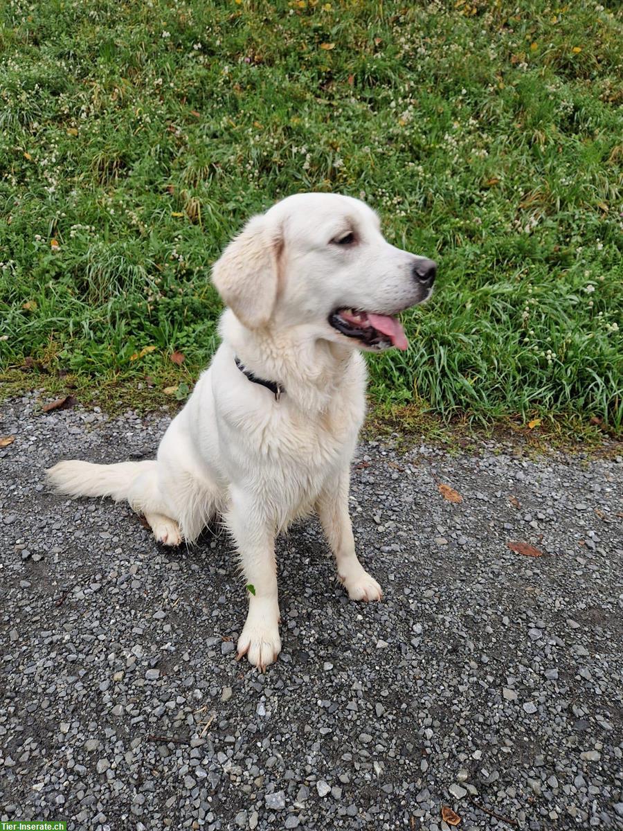 Golden Retriever Hündin sucht neue Familie