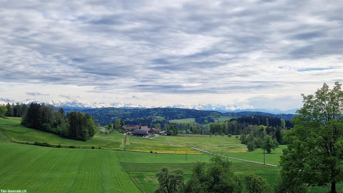 Bild 3: Offenstall Pensionsplatz im Lettenberg ZH