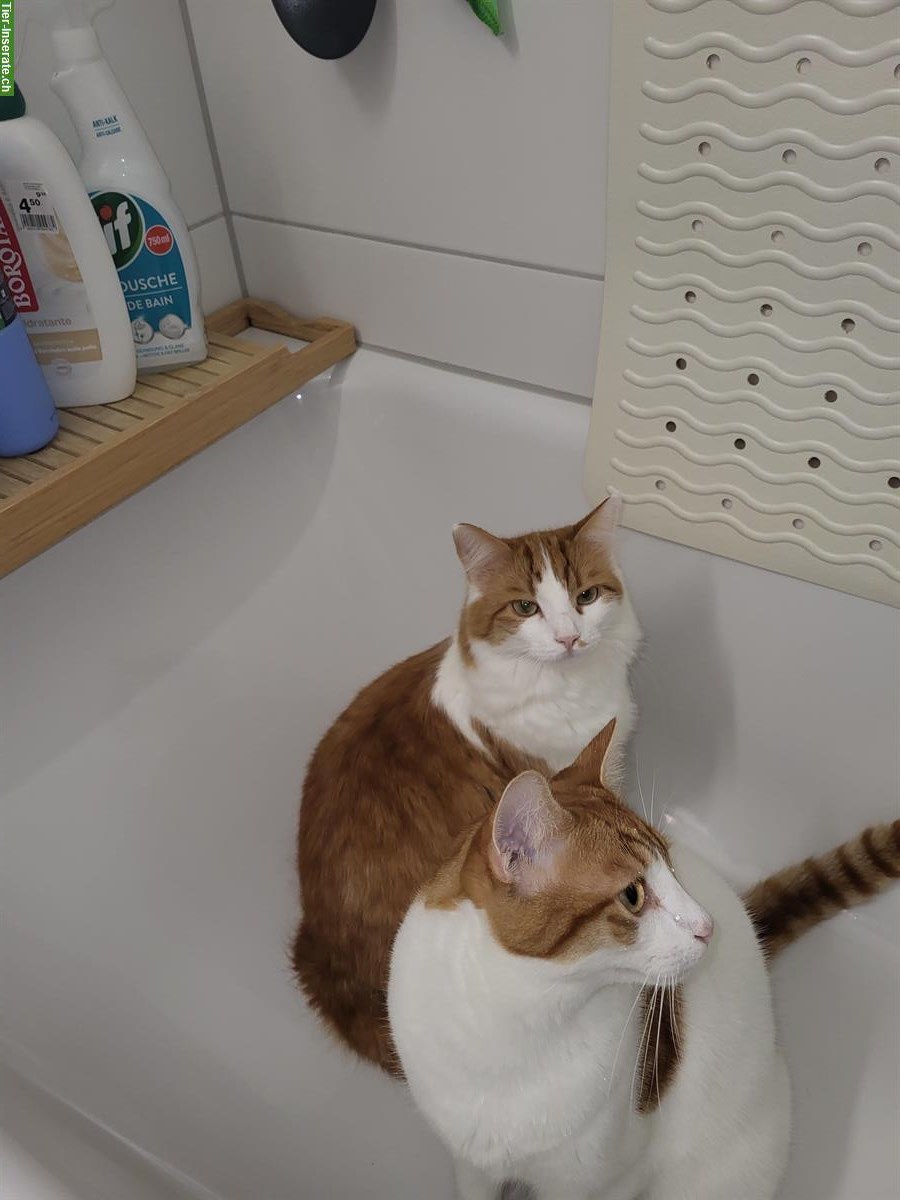 Bild 3: Hauskatzen Simba & Spydi wollen draußen sein