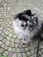 4-jähriger Pomeranian Rüde sucht neues Zuhause