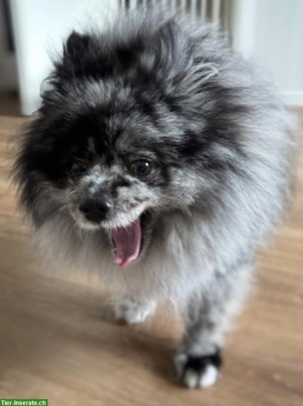 Bild 3: 4-jähriger Pomeranian Rüde sucht neues Zuhause