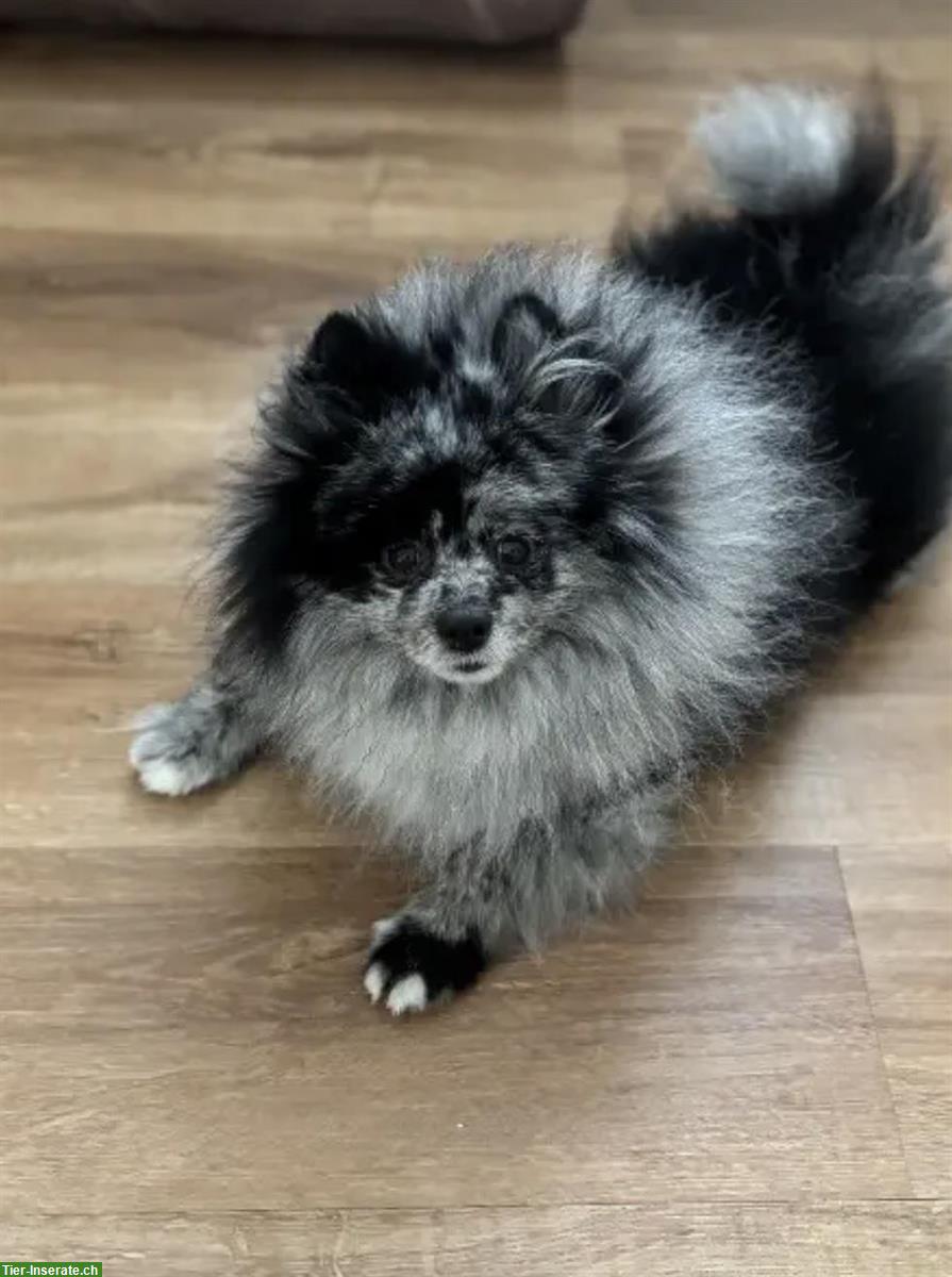 Bild 4: 4-jähriger Pomeranian Rüde sucht neues Zuhause