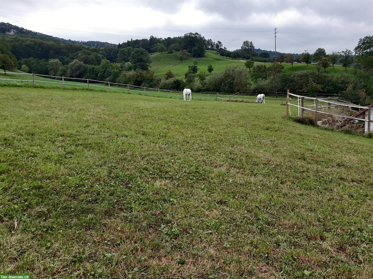 Freizeitgerittene Isländer Stute zu kaufen gesucht