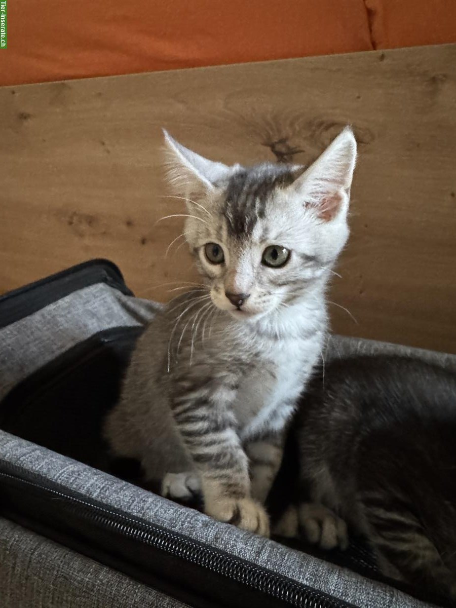 Bengal x Maine Coon mix Kitten, weiblich