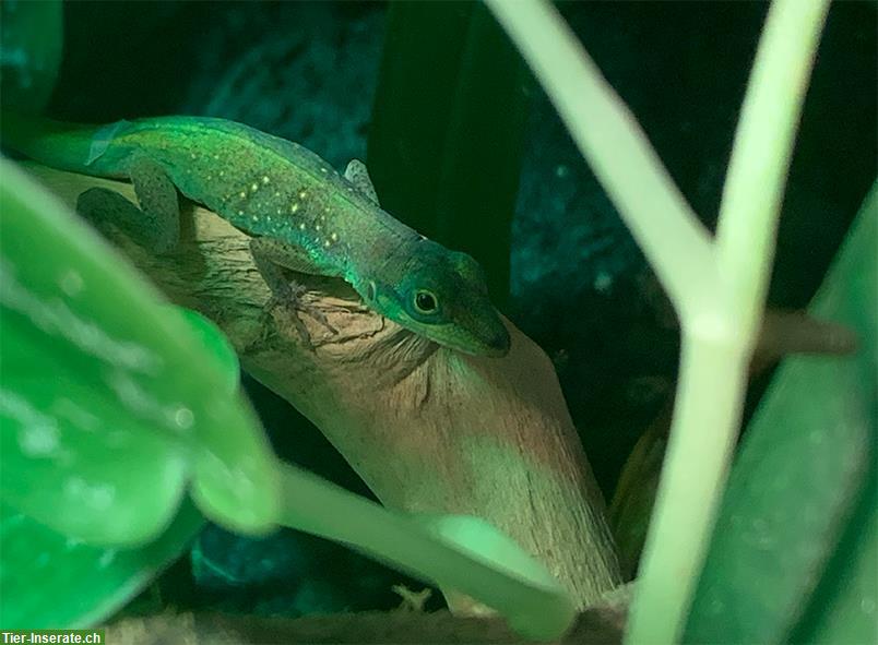 Anolis roquet summus 1.0 aus eigener Nachzucht