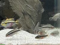 Junge Purpurprachtbarsche, Pelvicachromis pulcher