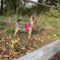 Kaya, Yorkshire Terrier Hündin, sucht aktives Zuhause