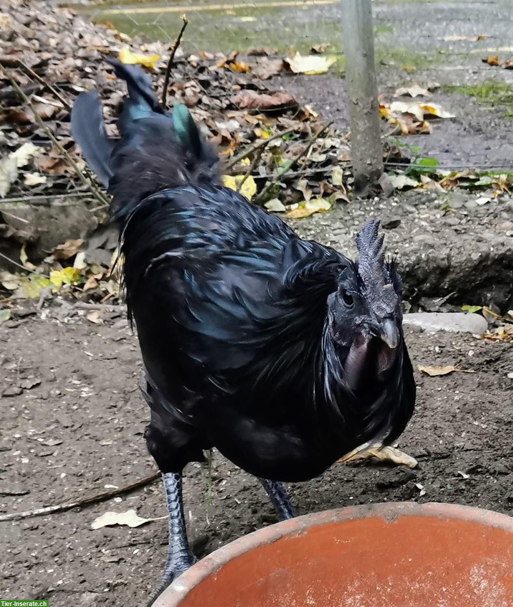 Schöner Cemani Hahn GRATIS abzugeben