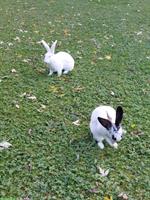 2 Jung Kaninchen kostenlos abzugeben