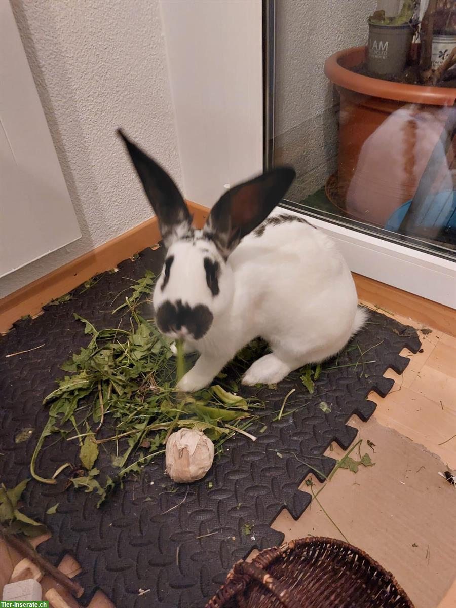 Bild 2: 2 Jung Kaninchen kostenlos abzugeben