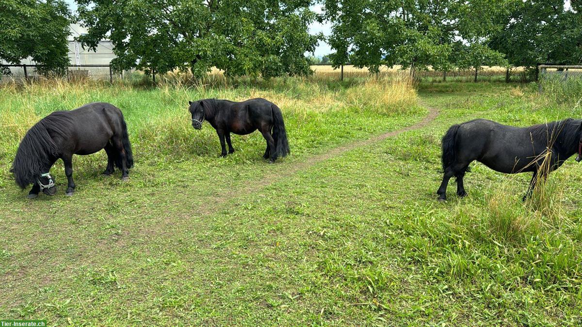 3 Shetty Pony sehr kinderlieb zu verkaufen