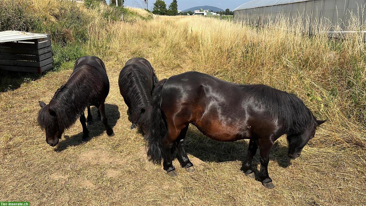 Bild 2: 3 Shetty Pony sehr kinderlieb zu verkaufen