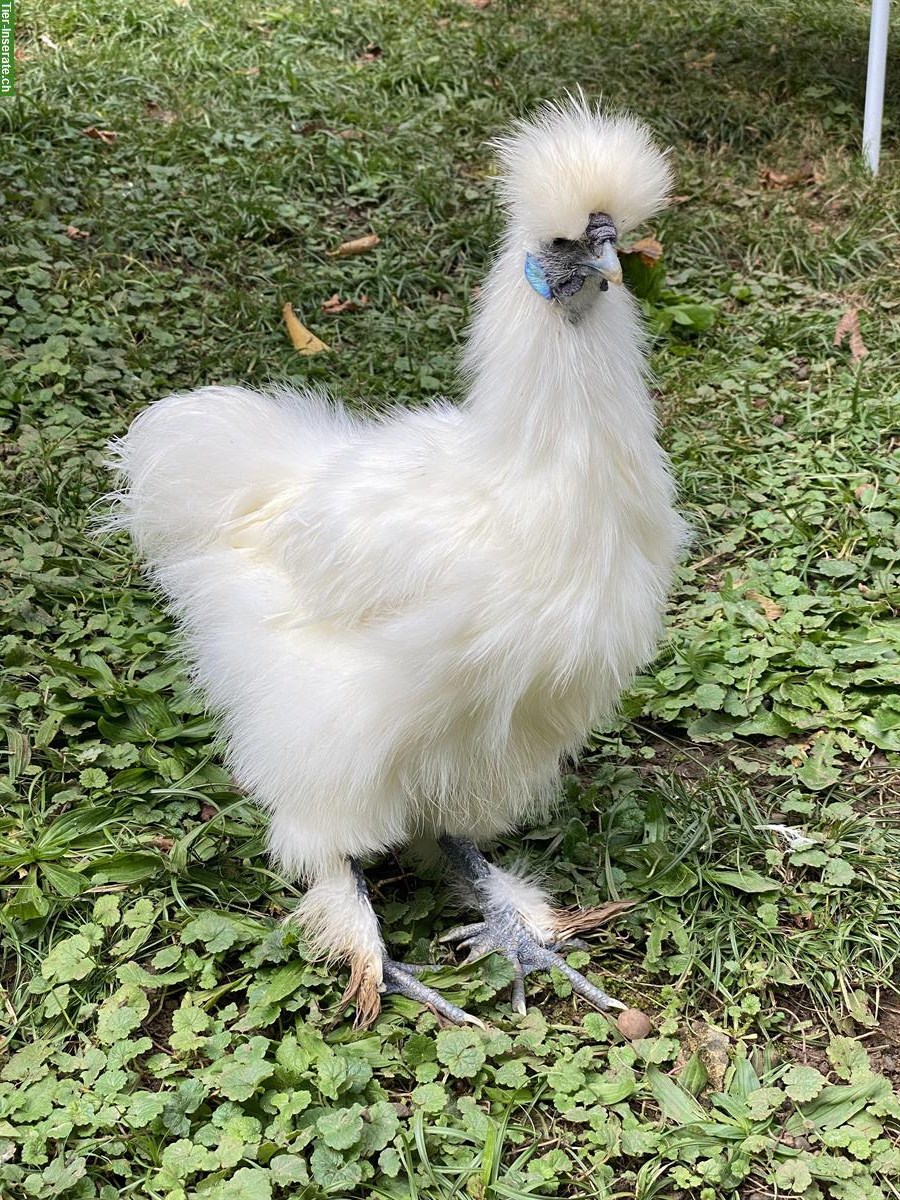 3 Seidenhuhn Junghähne suchen ihre Hühnerschar