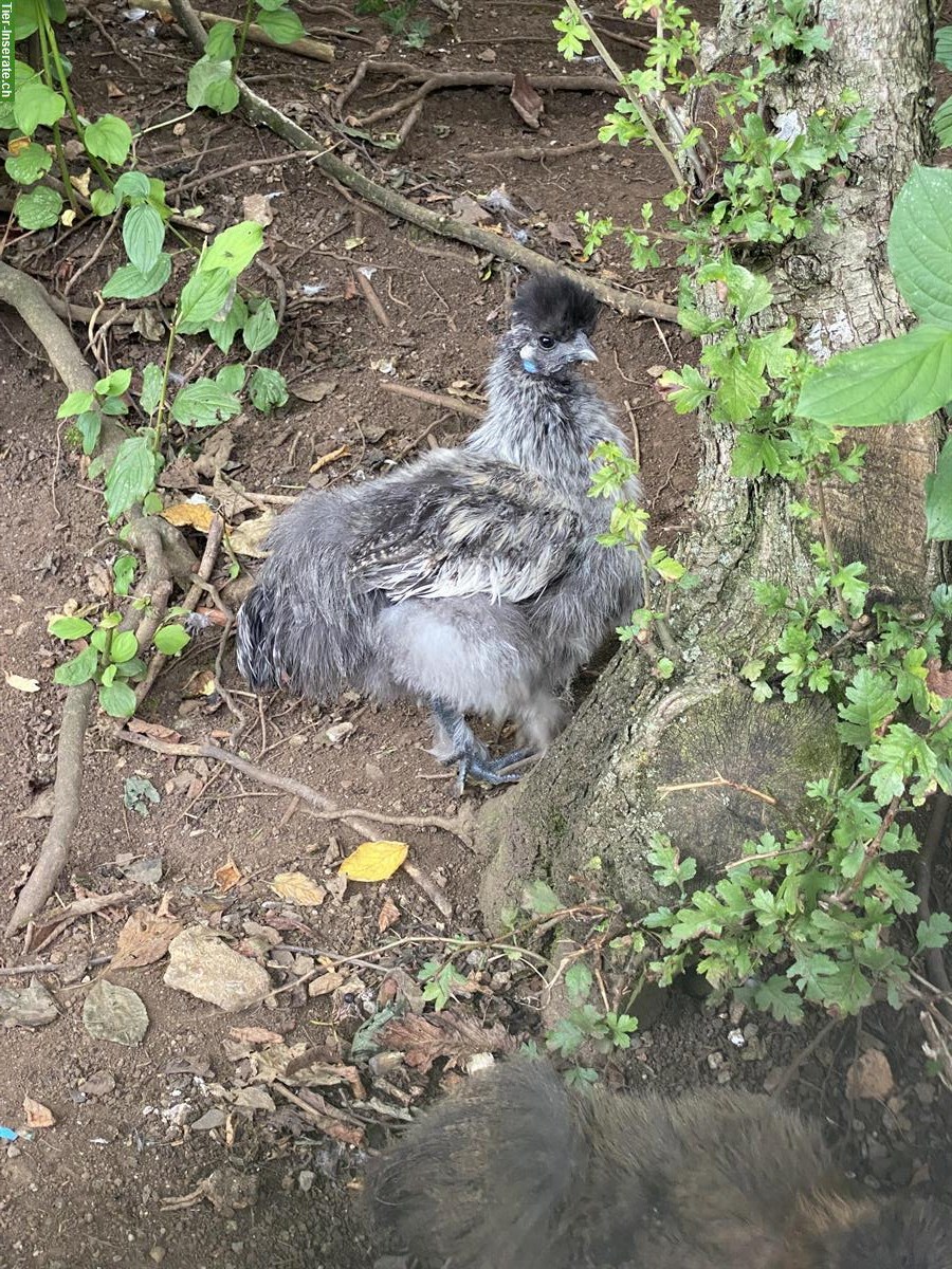 Bild 2: 3 Seidenhuhn Junghähne suchen ihre Hühnerschar