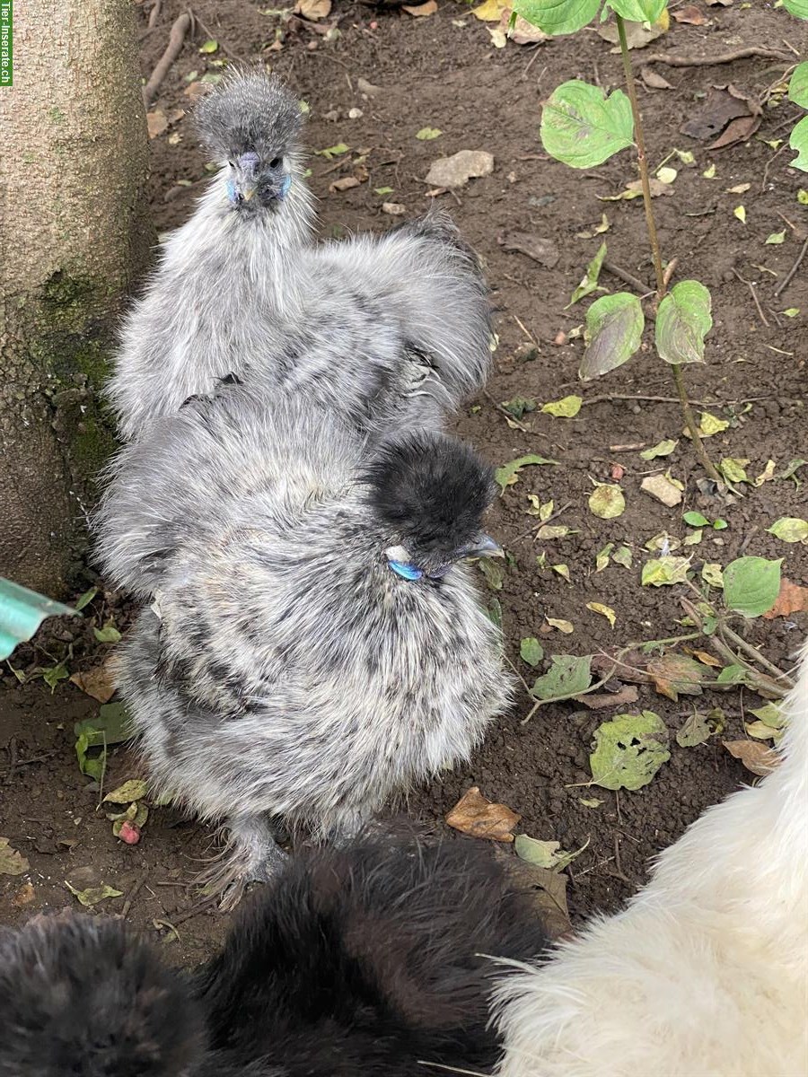 Bild 3: 3 Seidenhuhn Junghähne suchen ihre Hühnerschar