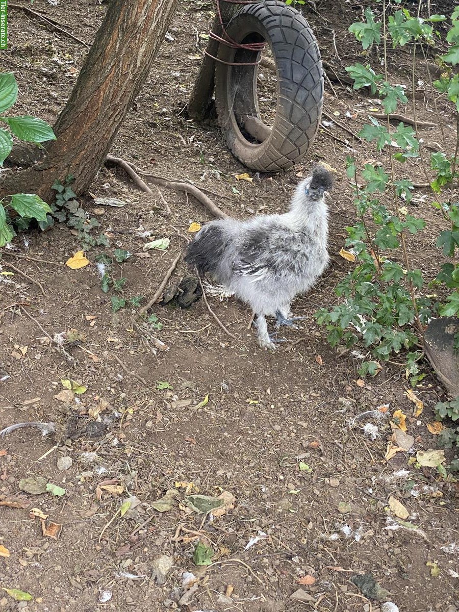 Bild 4: 3 Seidenhuhn Junghähne suchen ihre Hühnerschar