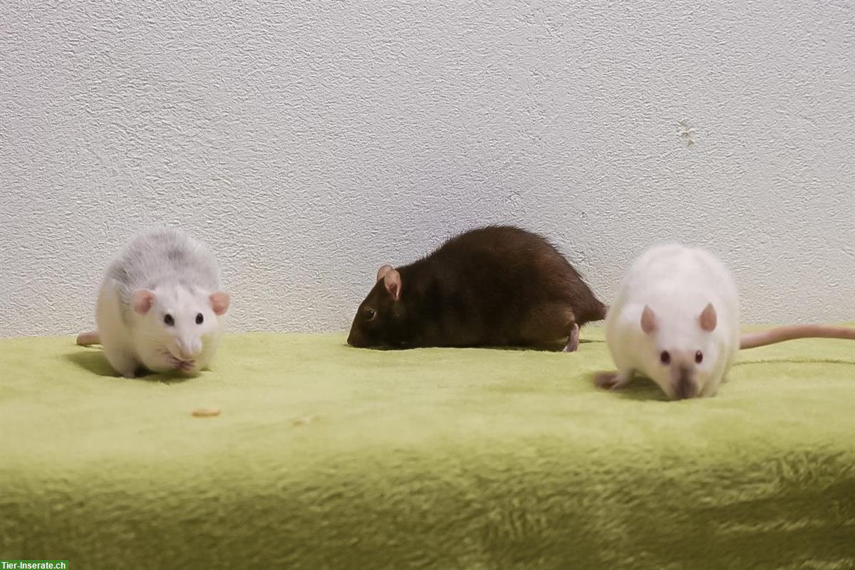 3 Ratten Mädels abzugeben