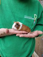 Meerschweinchen Weibchen suchen ein neues Zuhause