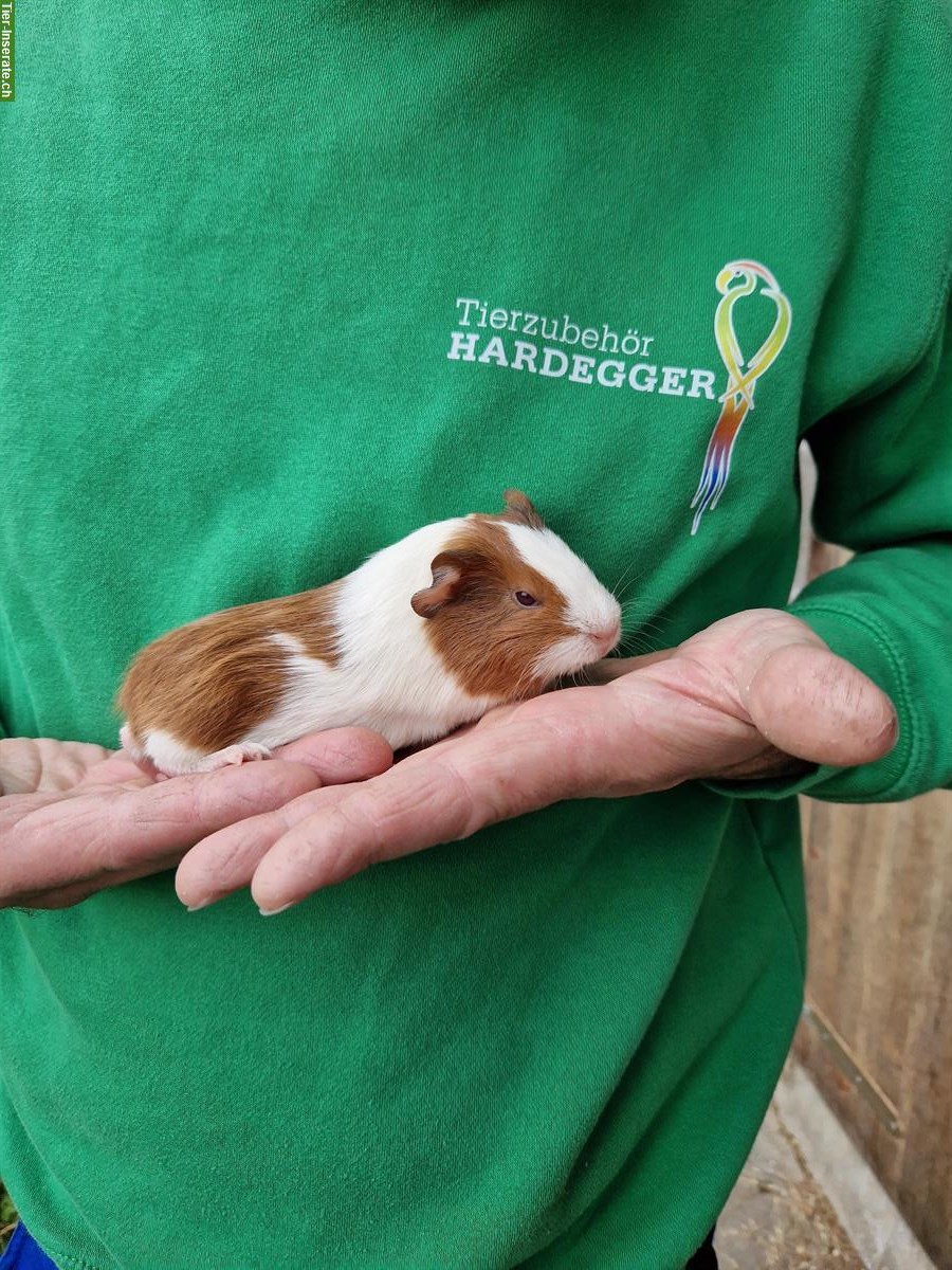 Bild 2: Meerschweinchen Weibchen suchen ein neues Zuhause