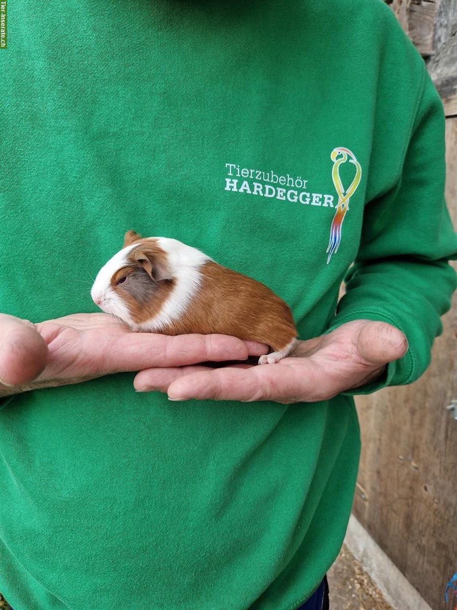 Bild 3: Meerschweinchen Weibchen suchen ein neues Zuhause