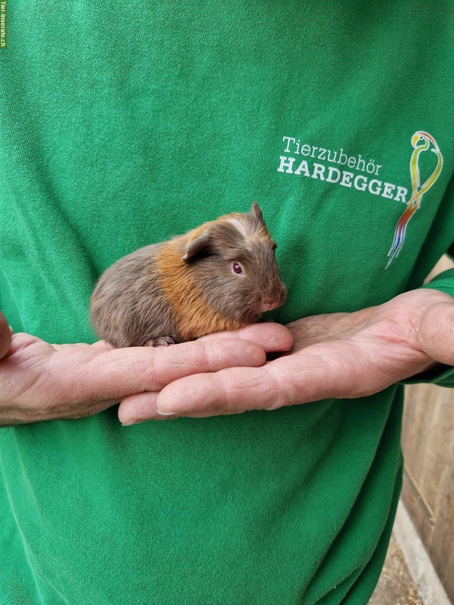 Bild 4: Meerschweinchen Weibchen suchen ein neues Zuhause