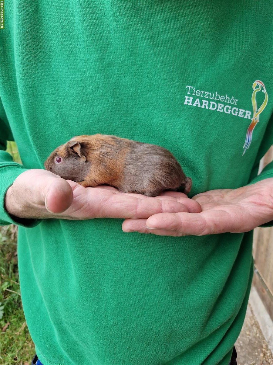 Bild 5: Meerschweinchen Weibchen suchen ein neues Zuhause