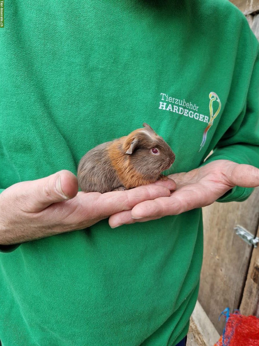 Bild 6: Meerschweinchen Weibchen suchen ein neues Zuhause