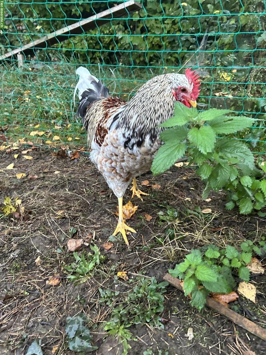 Bild 2: Junger Blumenhuhn Hahn sucht seine Hennen