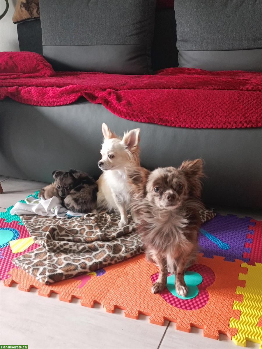 Bild 2: Chihuahuas Cleo und Jack haben Nachwuchs