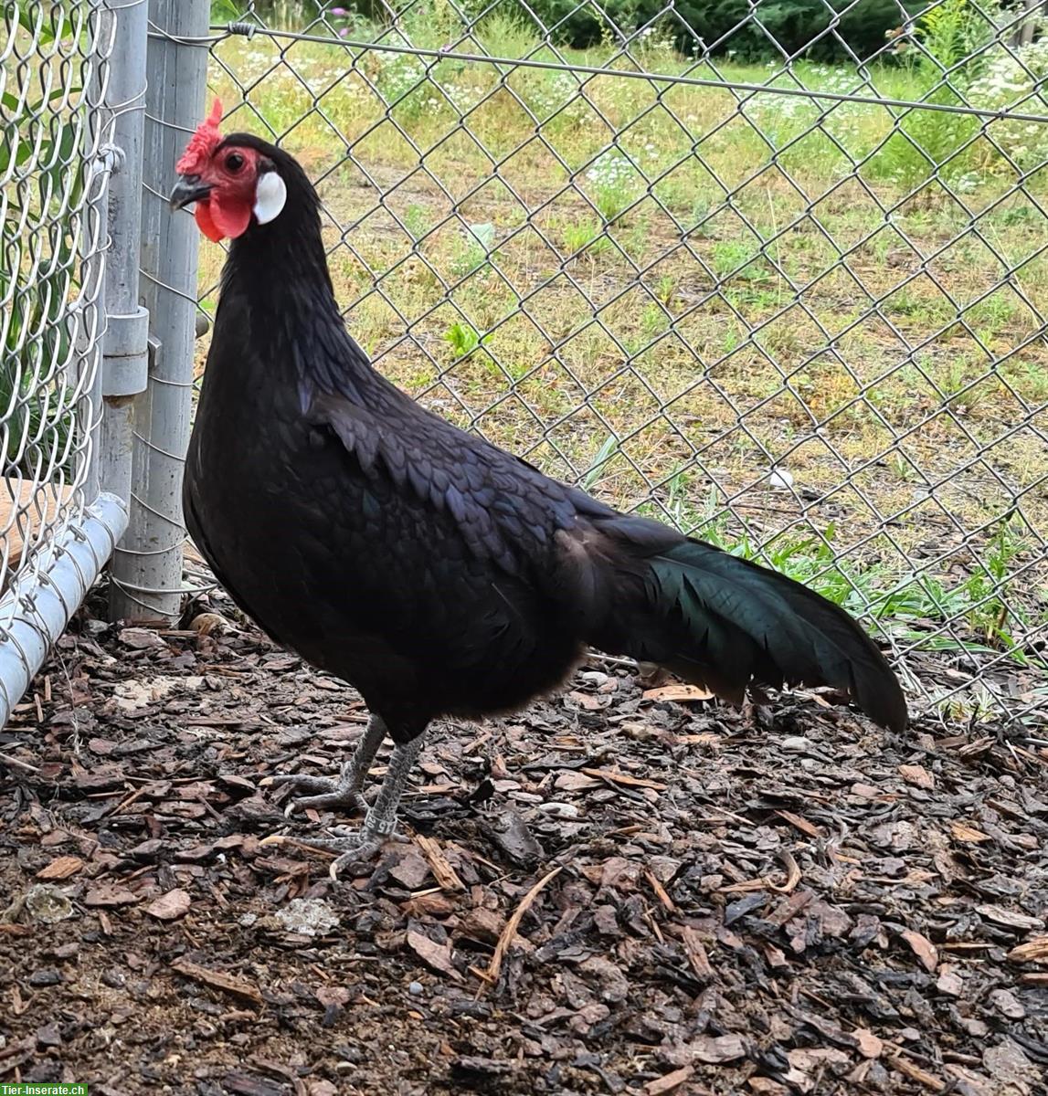 Junghennen Hamburger, blau oder schwarz