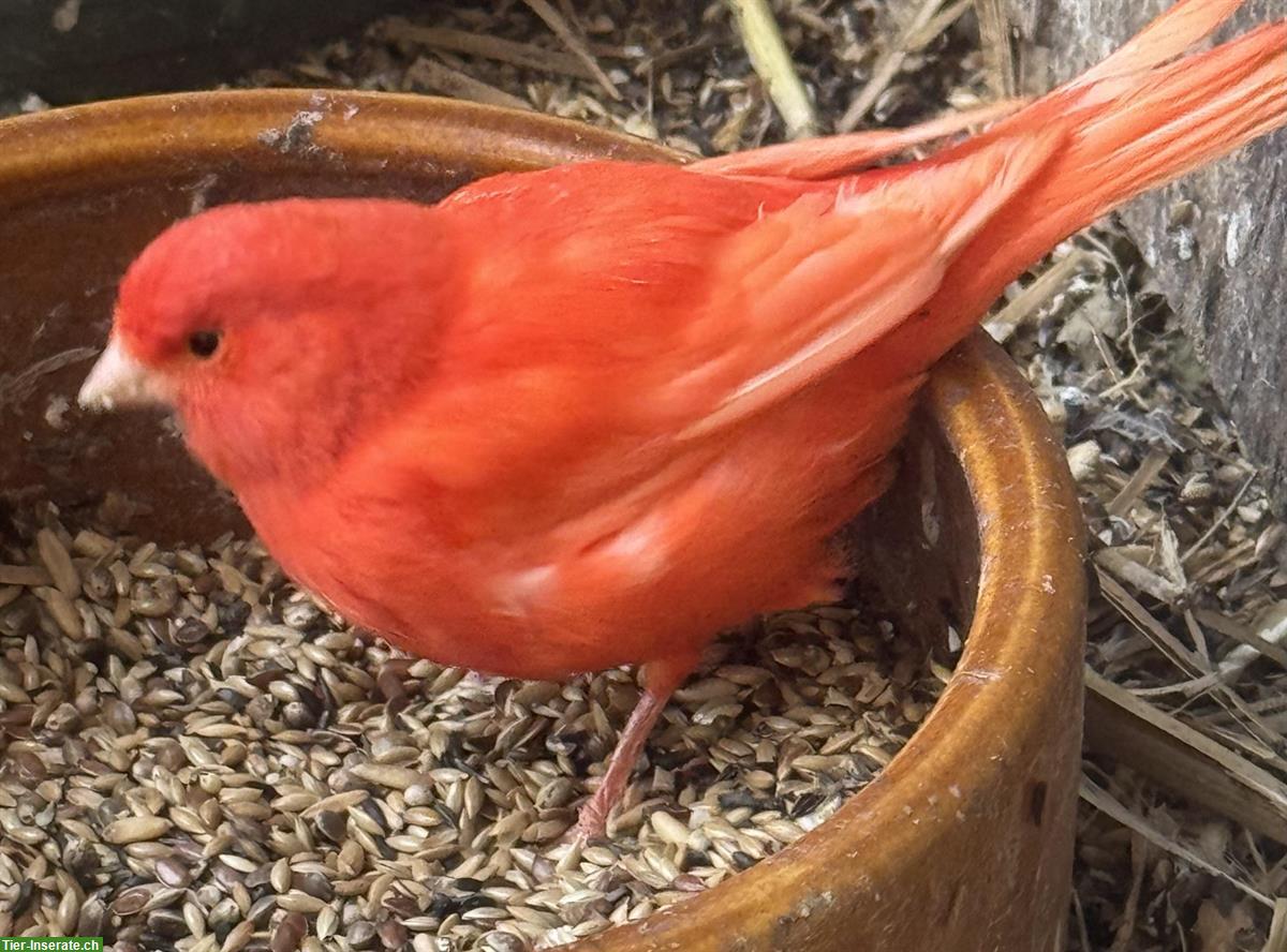 Rote Kanarienvögel Isabell, zum Teil Gloster