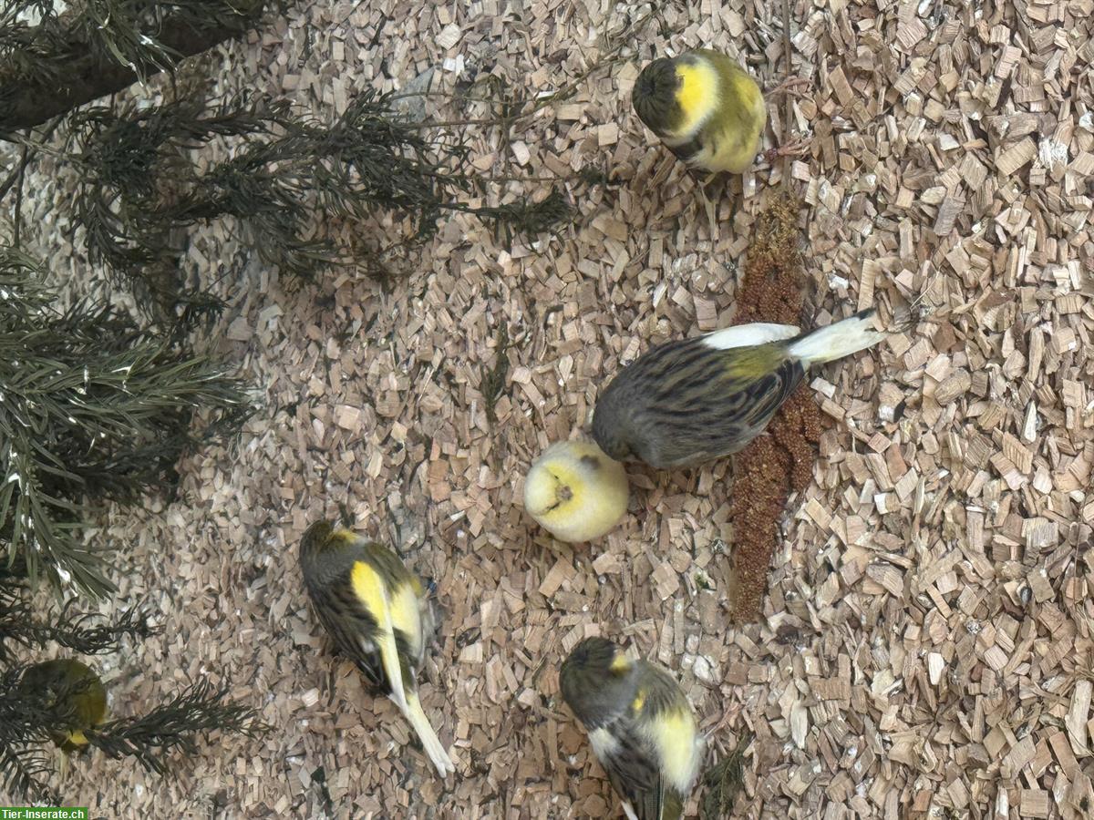 Bild 10: Rote Kanarienvögel Isabell, zum Teil Gloster