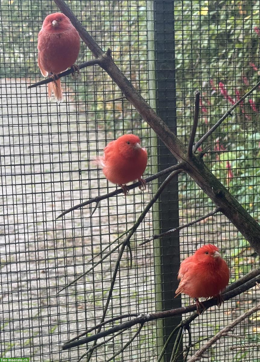 Bild 2: Rote Kanarienvögel Isabell, zum Teil Gloster