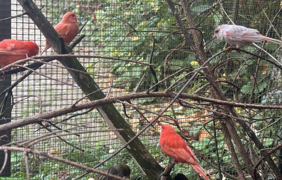 Bild 3: Rote Kanarienvögel Isabell, zum Teil Gloster