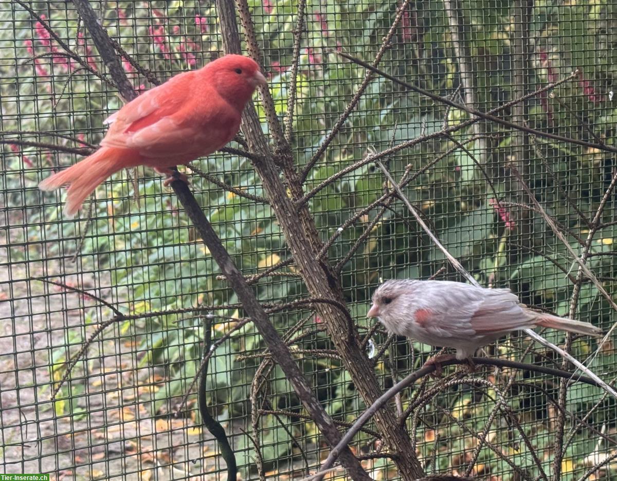 Bild 4: Rote Kanarienvögel Isabell, zum Teil Gloster