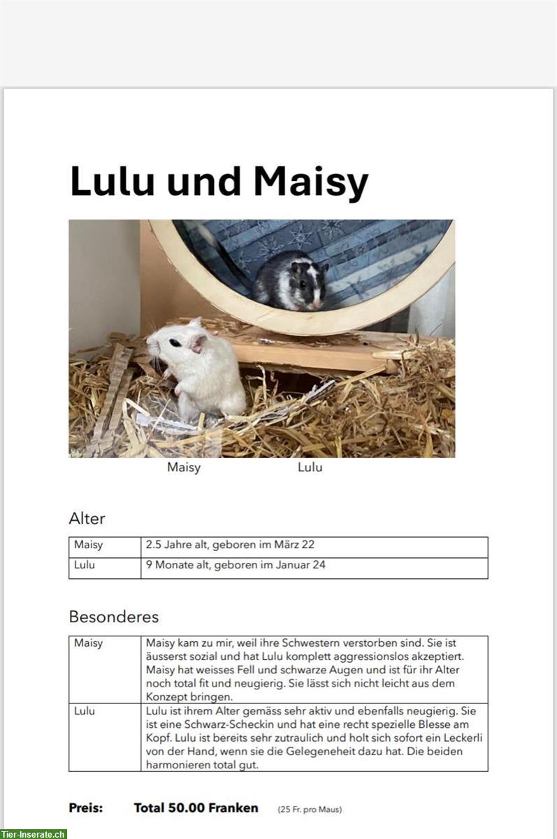 Rennmaus Weibchen Lulu und Maisy