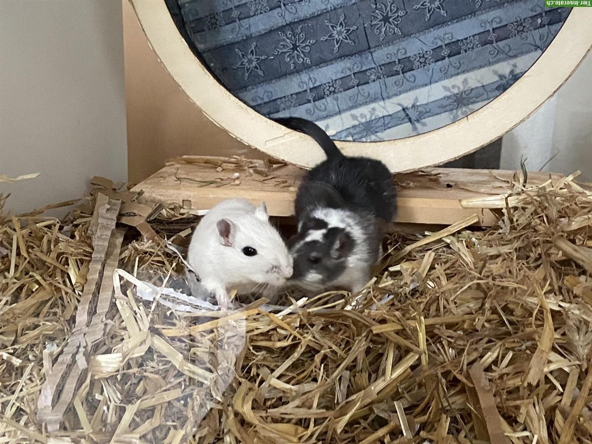 Bild 2: Rennmaus Weibchen Lulu und Maisy