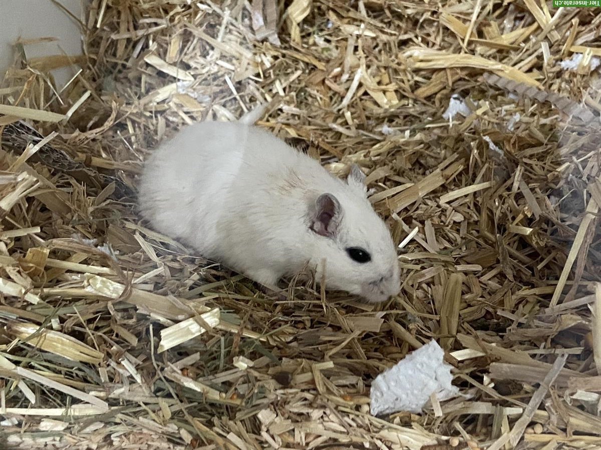 Bild 3: Rennmaus Weibchen Lulu und Maisy