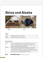 Rennmaus Männchen Sirius und Alaska