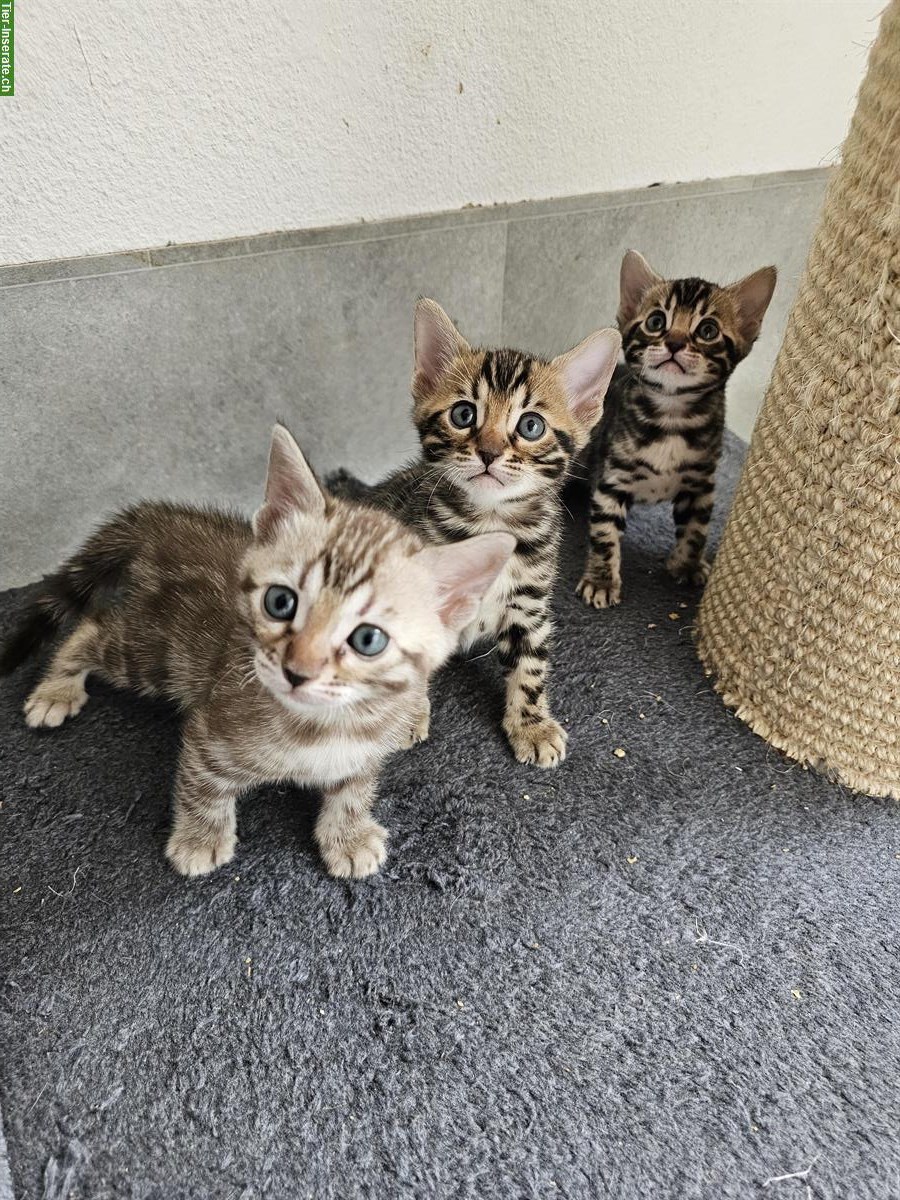 Bengal Kitten mit Stammbaum zu verkaufen