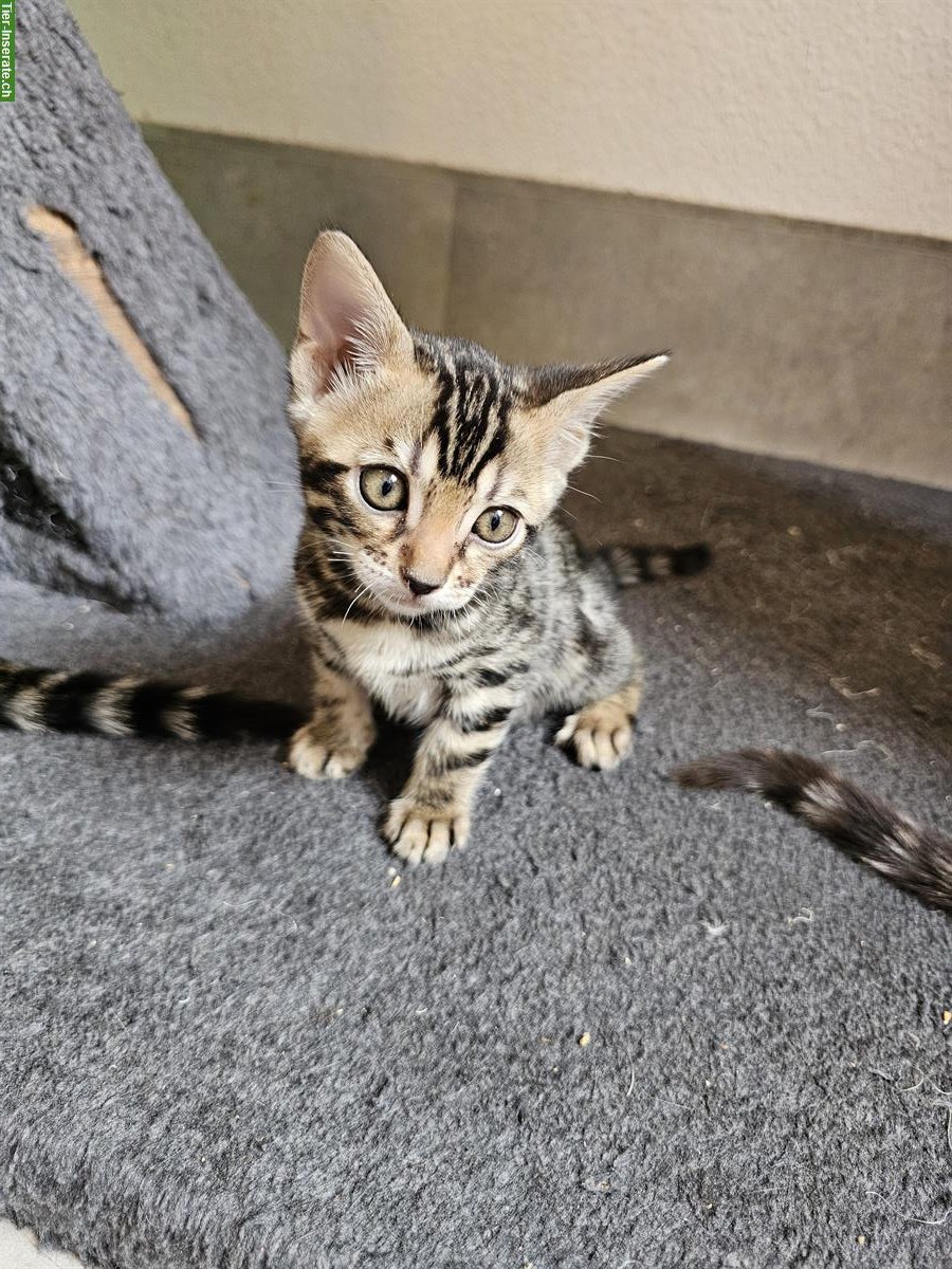 Bild 3: Bengal Kitten mit Stammbaum zu verkaufen